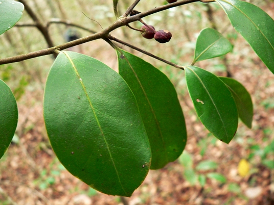 {Ilex cassine}